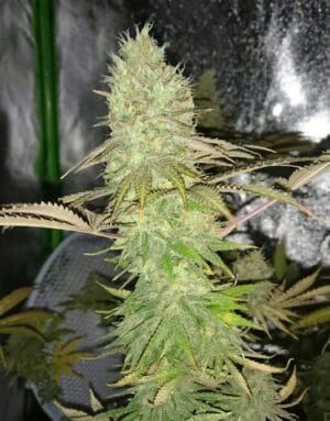 Ganja - Big Jack Femin.