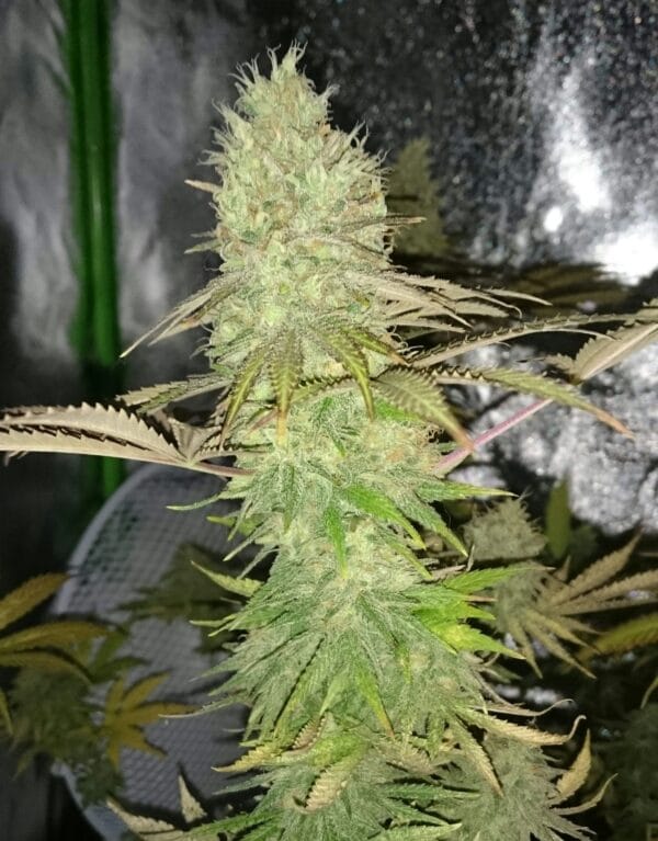 Ganja - Big Jack Femin.