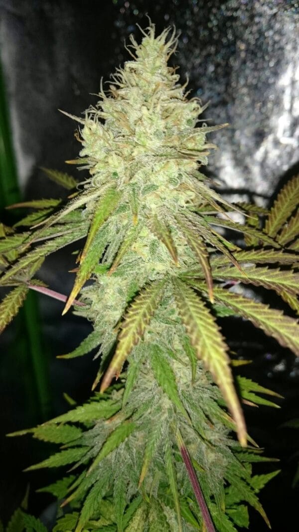 Ganja - Big Jack Femin. – Bild 10