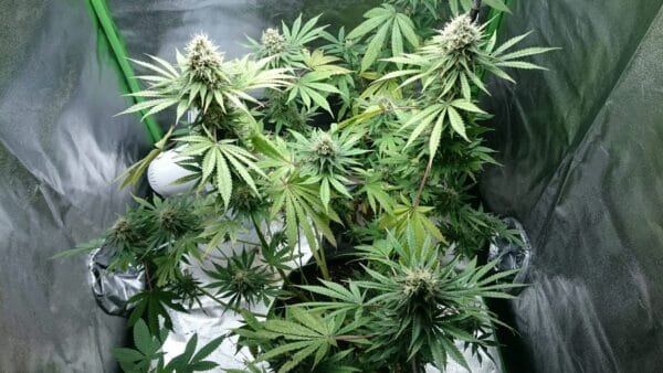 Ganja - Big Jack Femin. – Bild 2