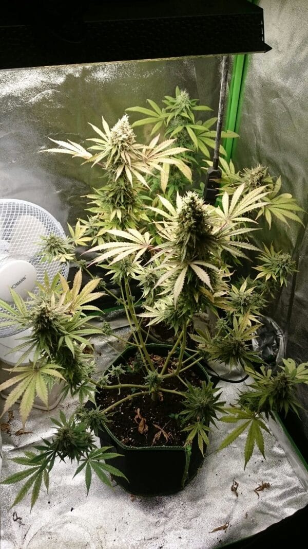 Ganja - Big Jack Femin. – Bild 3