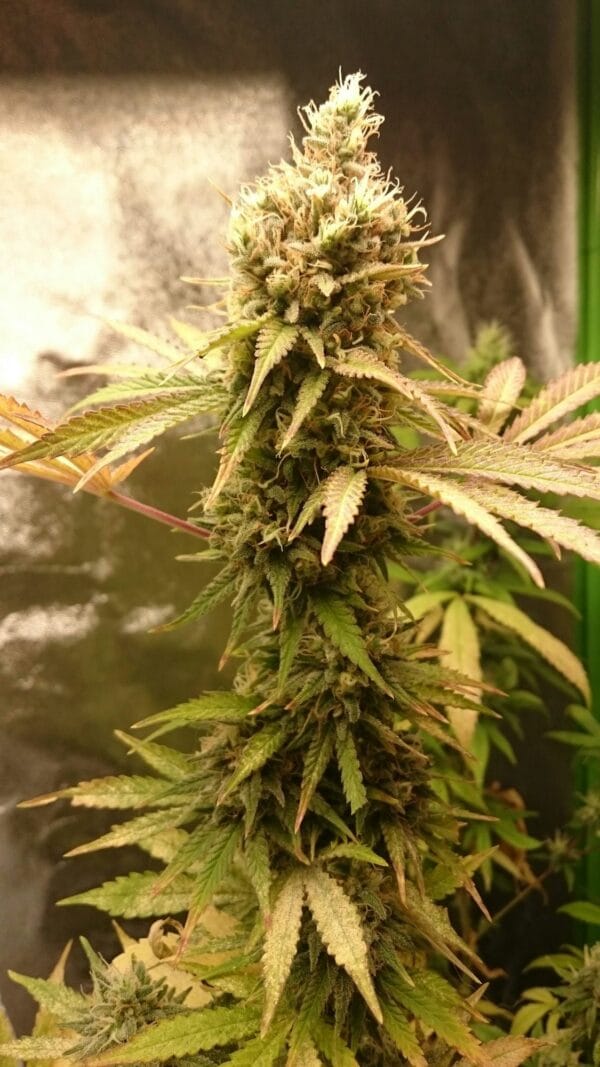 Ganja - Big Jack Femin. – Bild 4