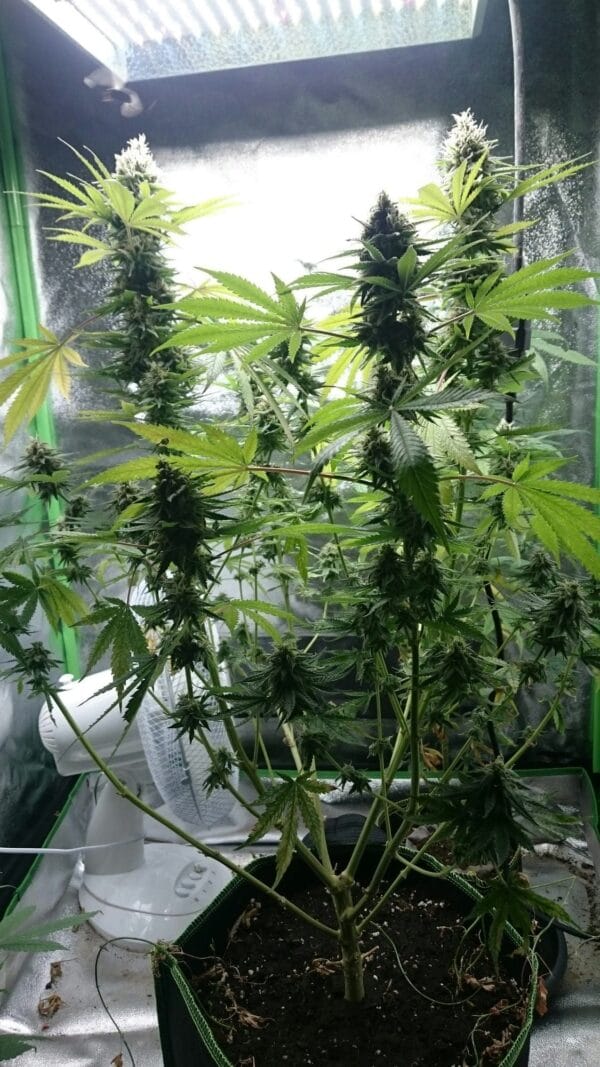 Ganja - Big Jack Femin. – Bild 5