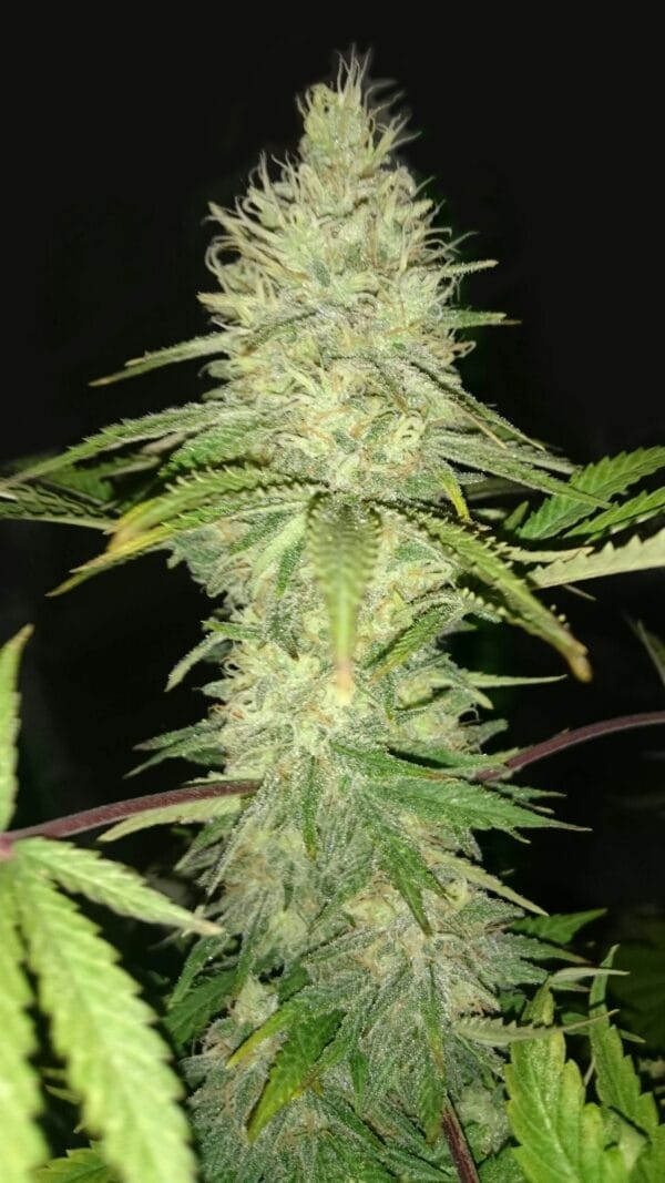 Ganja - Big Jack Femin. – Bild 6