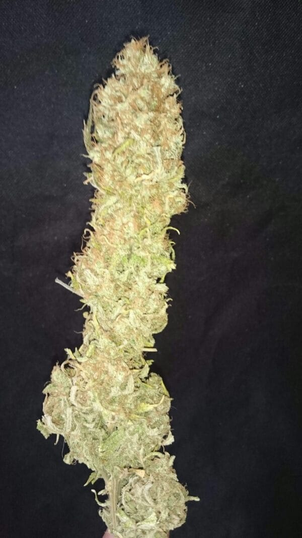 Ganja - Big Jack Femin. – Bild 7