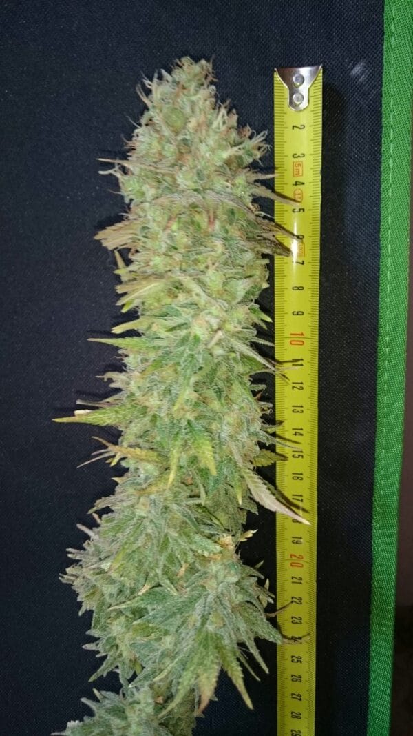 Ganja - Big Jack Femin. – Bild 8