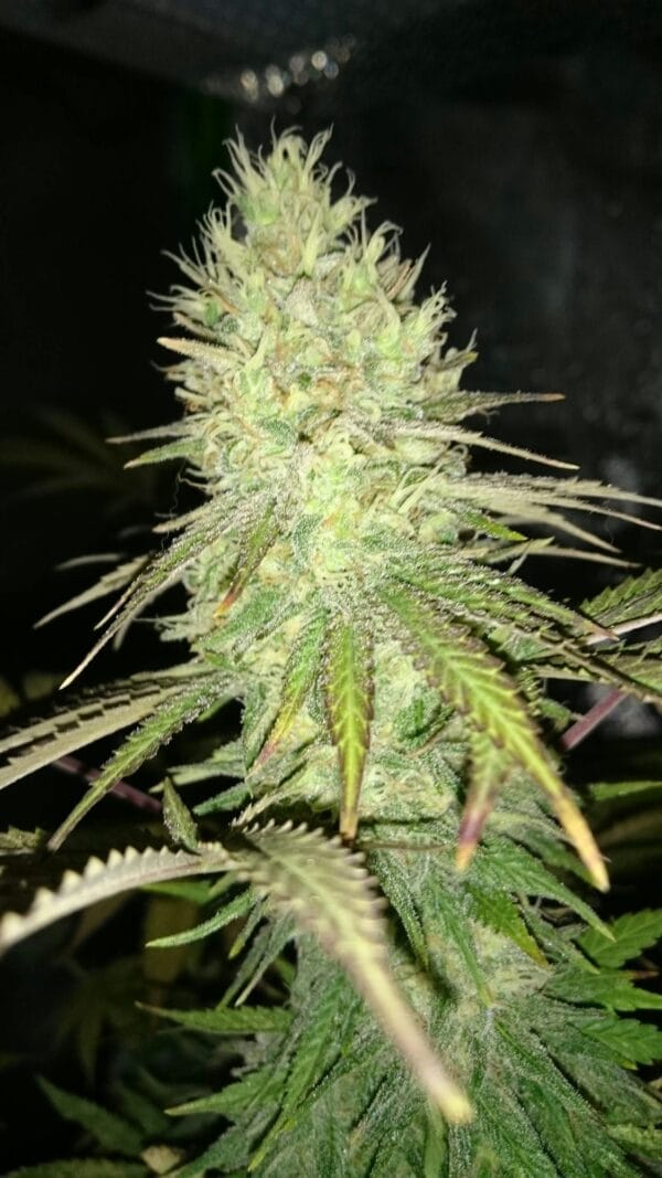 Ganja - Big Jack Femin. – Bild 9