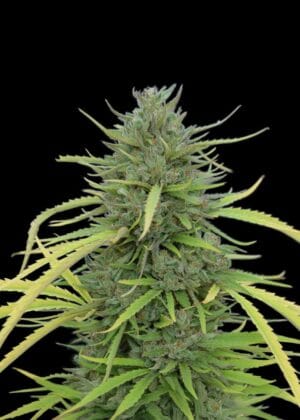 Ganja - Caramel CBD