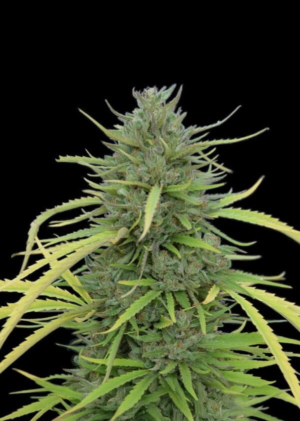 Ganja - Caramel CBD