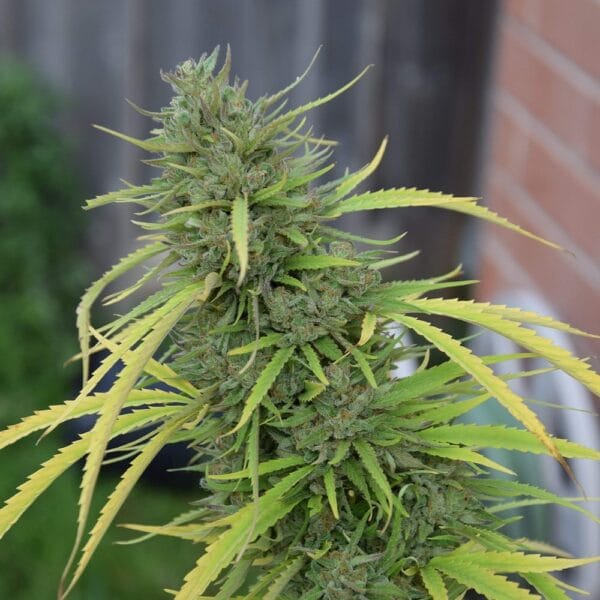 Ganja - Caramel CBD – Bild 2