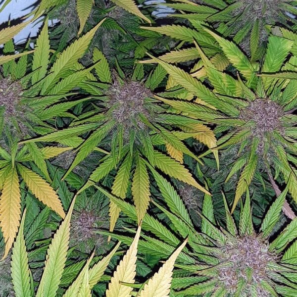 Ganja - Caramel CBD – Bild 4