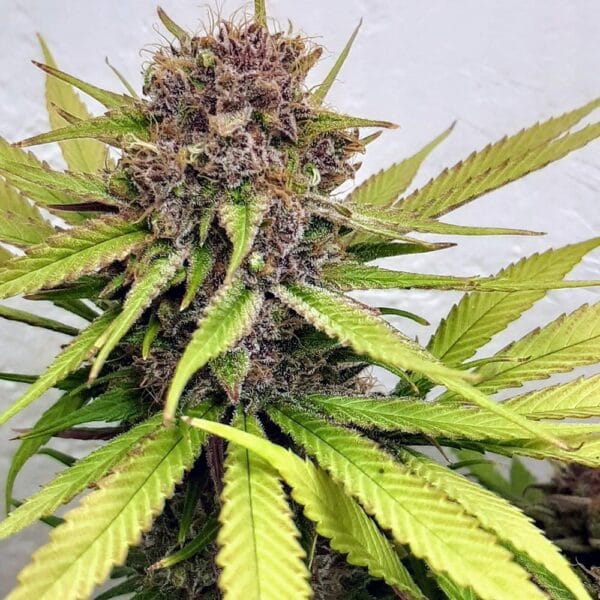 Ganja - Caramel CBD – Bild 5