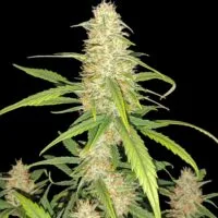 Ganja - Bruce Banner Auto