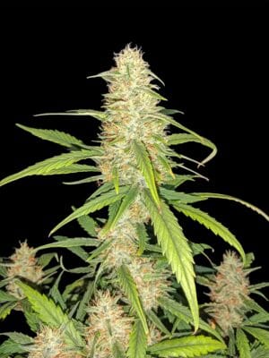 Ganja - Bruce Banner Auto