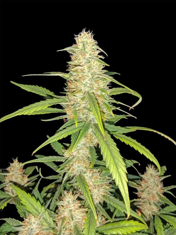 Ganja - Bruce Banner Auto