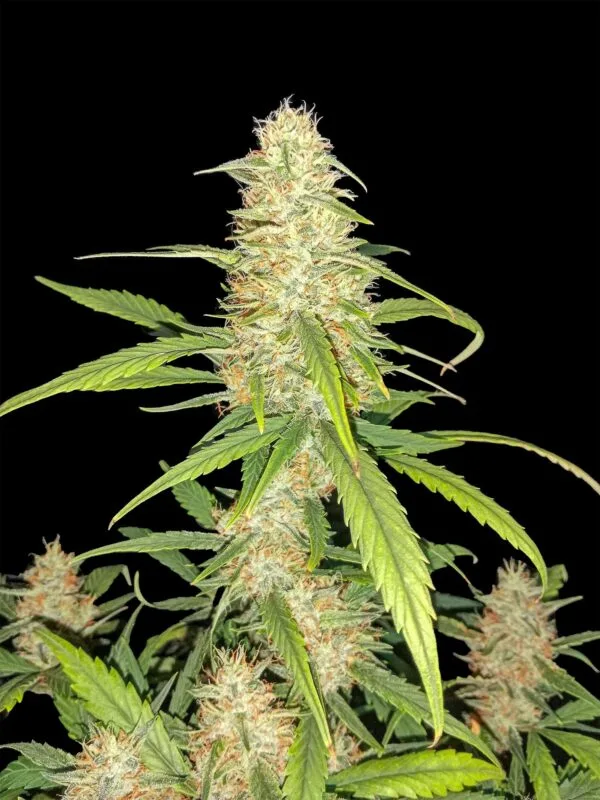 Ganja - Bruce Banner Auto