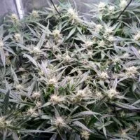 Ganja - Bruce Banner Auto – Bild 2