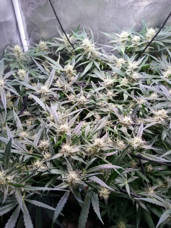 Ganja - Bruce Banner Auto – Bild 2