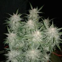 Ganja - Bruce Banner Auto – Bild 3