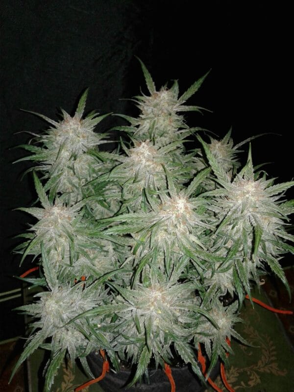 Ganja - Bruce Banner Auto – Bild 3
