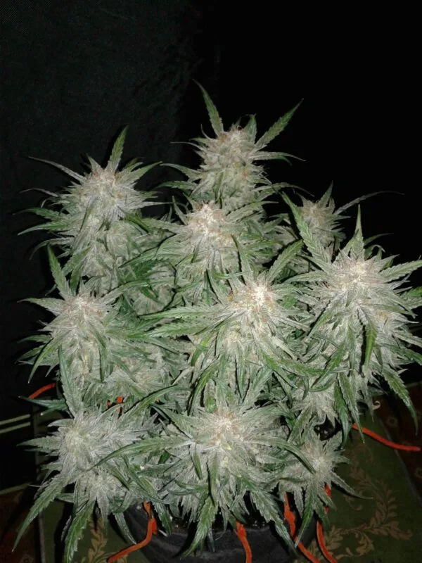 Ganja - Bruce Banner Auto – Bild 3