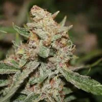 Ganja - Bruce Banner Auto – Bild 4