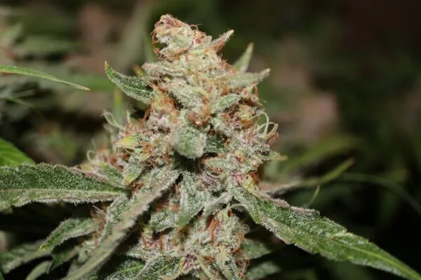 Ganja - Bruce Banner Auto – Bild 4