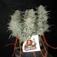 Ganja - Bruce Banner Auto – Bild 5