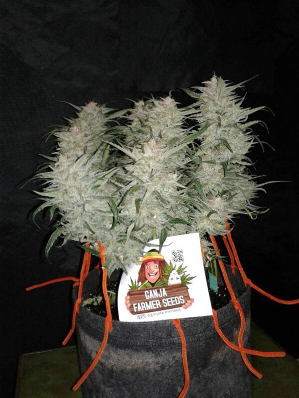 Ganja - Bruce Banner Auto – Bild 5