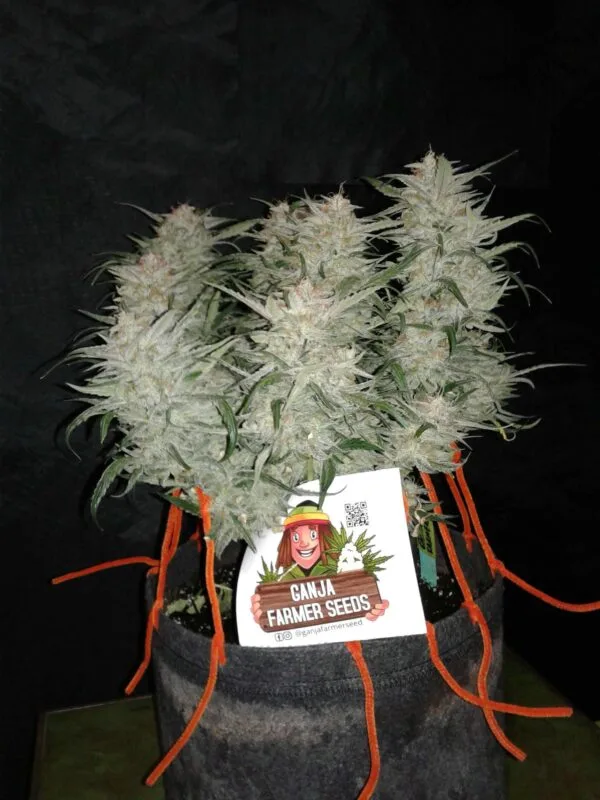 Ganja - Bruce Banner Auto – Bild 5