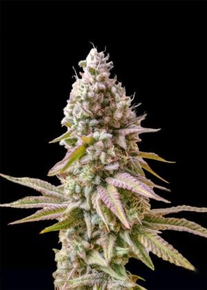 Ganja - Bruce Banner