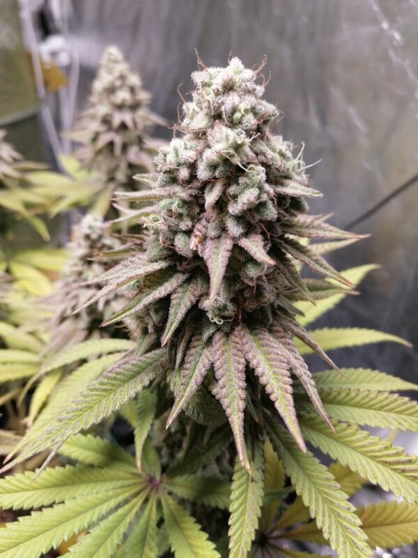 Ganja - Bruce Banner – Bild 2
