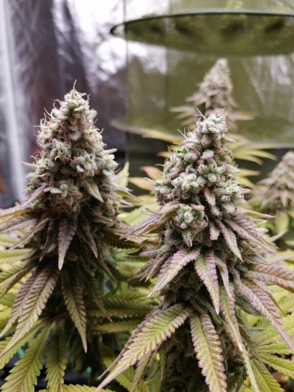 Ganja - Bruce Banner – Bild 3
