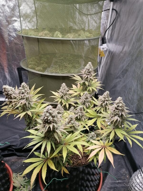 Ganja - Bruce Banner – Bild 4