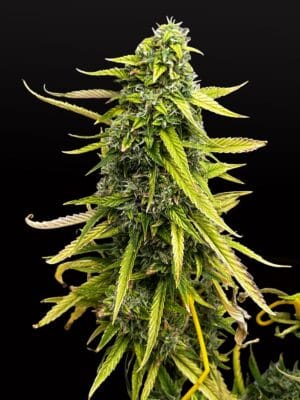 Ganja - Bubble OG Gum Auto
