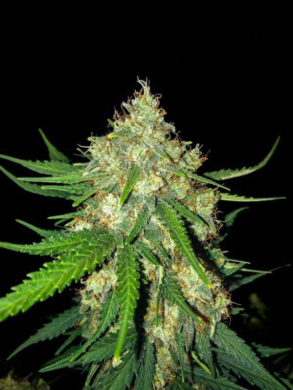Ganja - Cali Gelato Auto