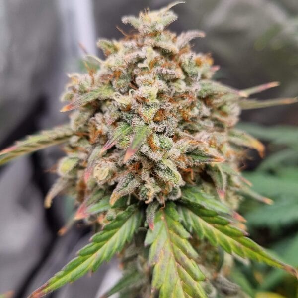 Ganja - Cali Gelato Auto – Bild 2