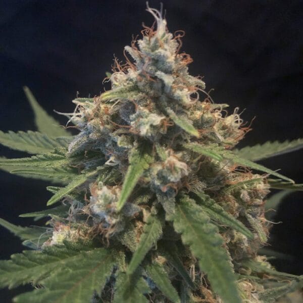 Ganja - Cali Gelato Auto – Bild 3
