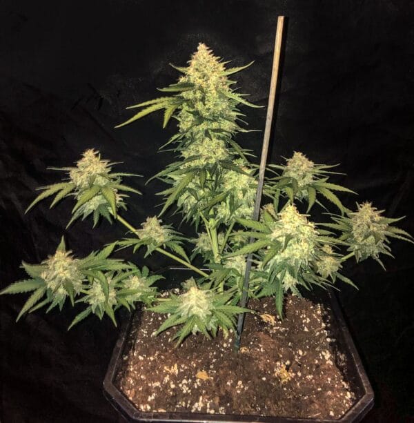 Ganja - Cali Gelato Auto – Bild 4