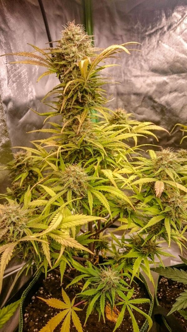 Ganja - Cali Gelato Auto – Bild 5