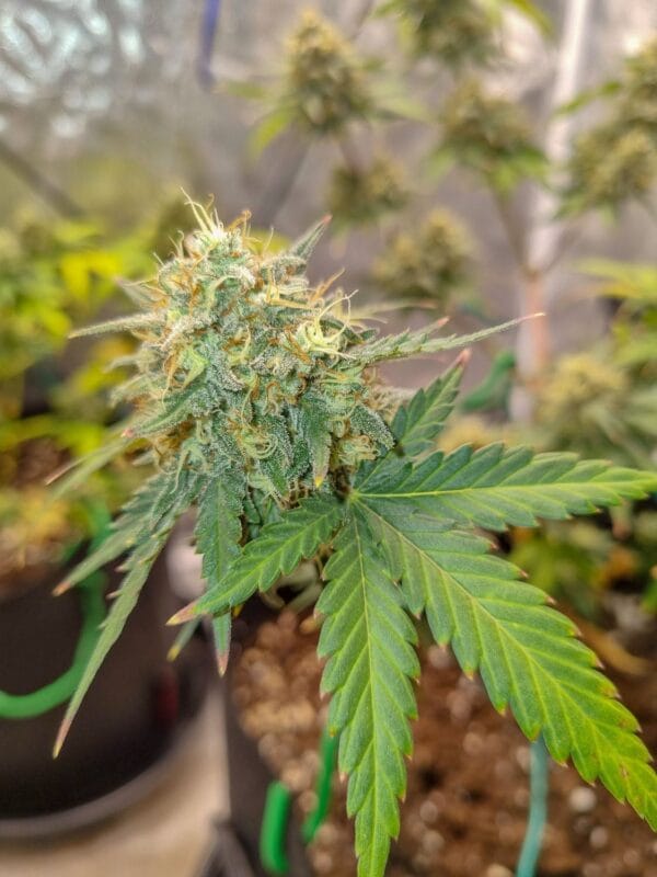 Ganja - Cali Gelato Auto – Bild 6