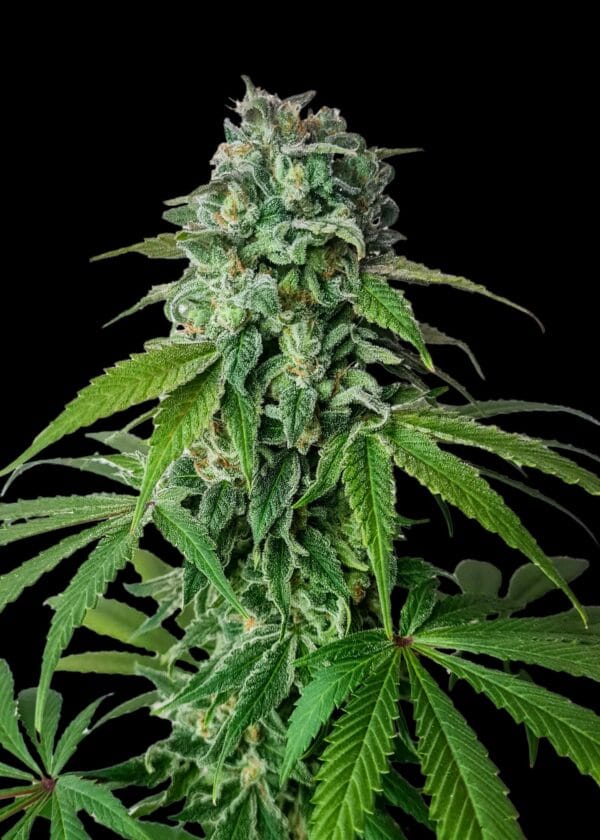 Ganja - Cherry Pie Feminized