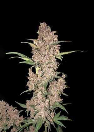 Ganja - Critical Dwarf Auto