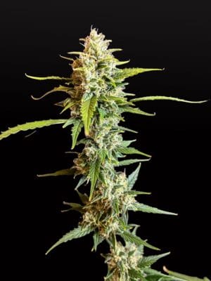 Ganja - Gelato Auto