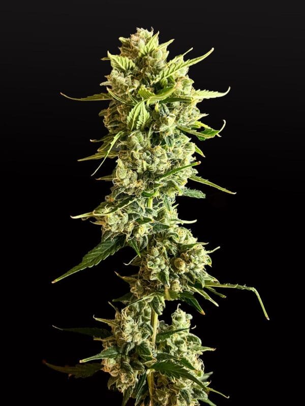 Ganja - Gelato Auto – Bild 2
