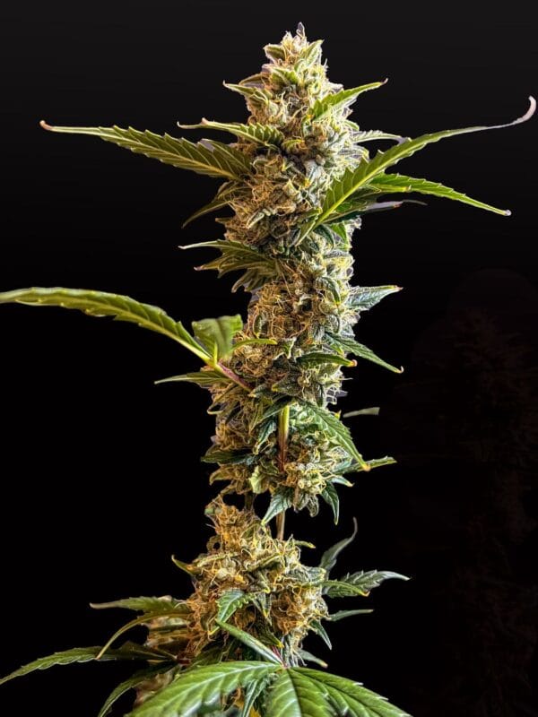 Ganja - Gelato Auto – Bild 3