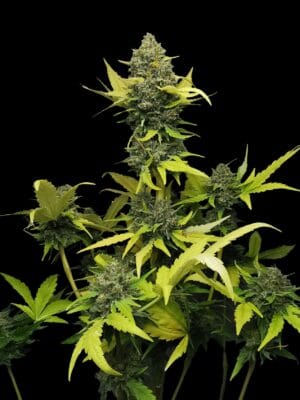 Ganja - Gelato Cookies Feminized