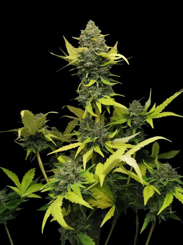 Ganja - Gelato Cookies Feminized
