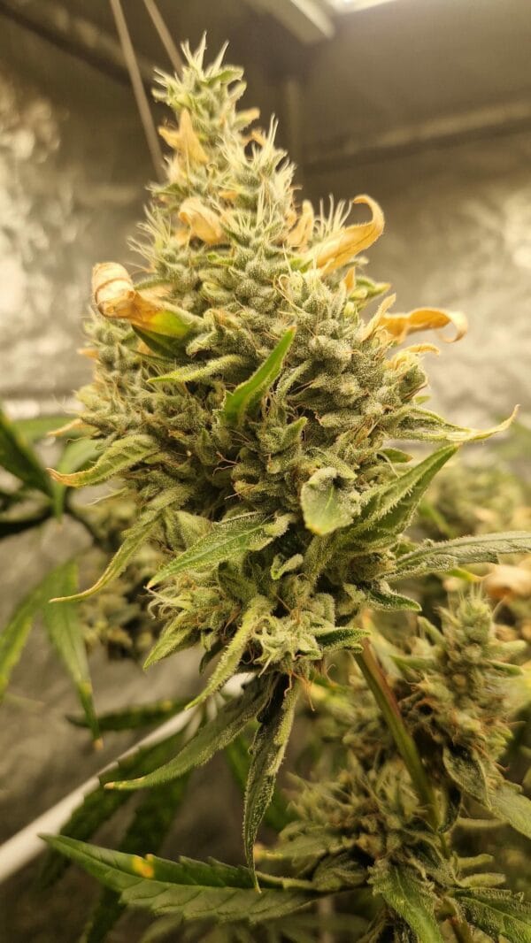 Ganja - Gelato Cookies Feminized – Bild 2