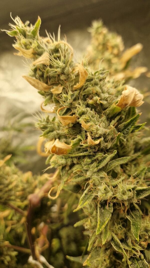 Ganja - Gelato Cookies Feminized – Bild 3
